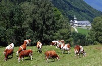 Abbaye Tamie et vaches