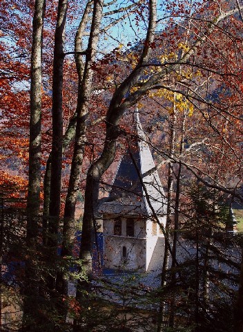 Contemplation - arbres - 4