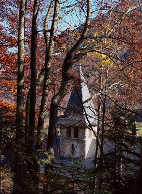 Contemplation - arbres - 4