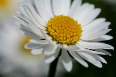 Art floral - C76