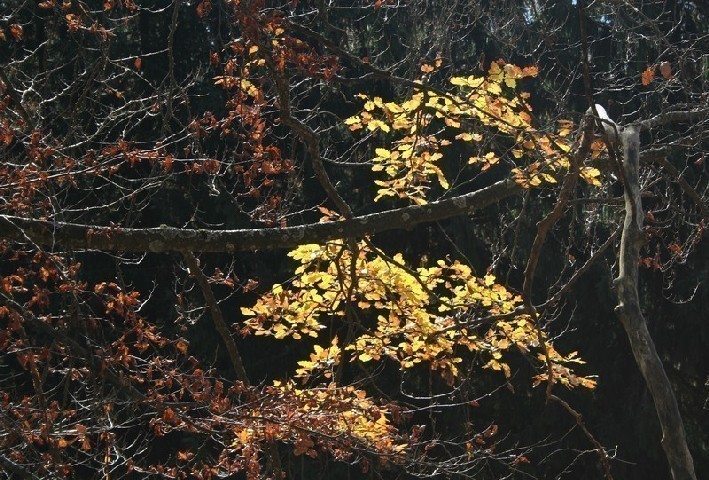 Branches