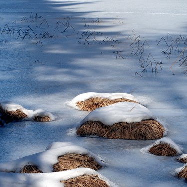 L'étang est encore gelé