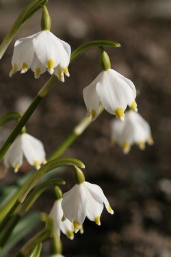 Février se fait annoncer par les clochettes des nivéoles