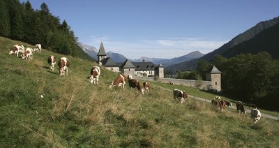 Vaches à Tamié.JPG
