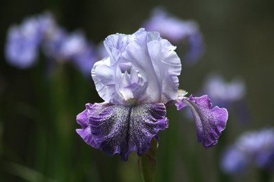 Un iris