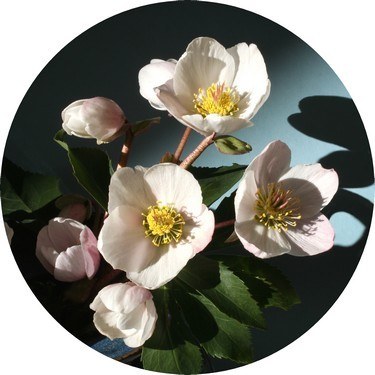 Les roses de noël sont de saison